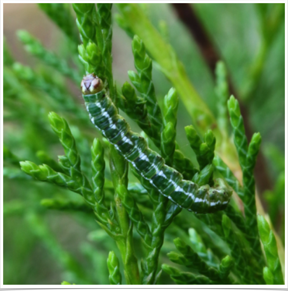 Curved-lined Angle on Red Cedar
Digrammia continuata
Pickens County, Alabama